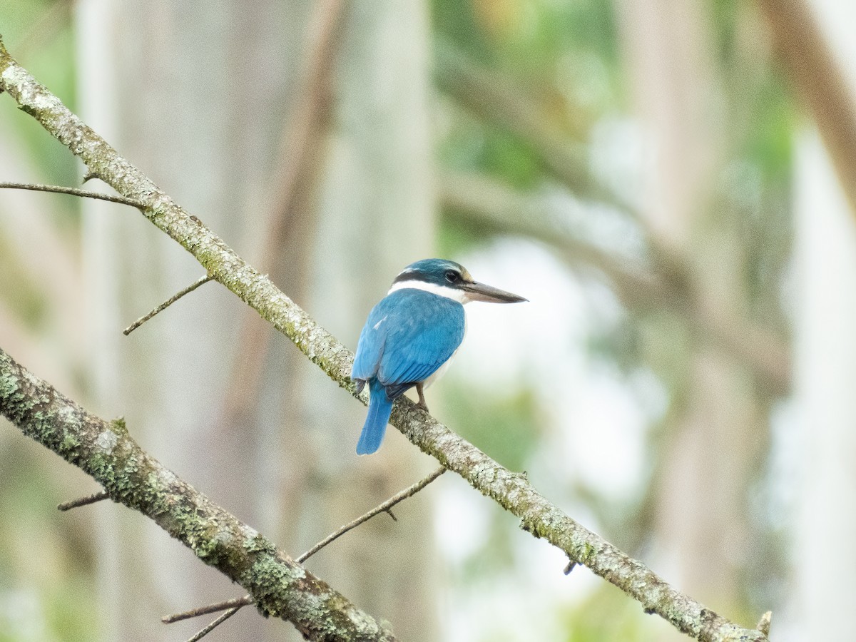 Воротничковая альциона - ML646890128