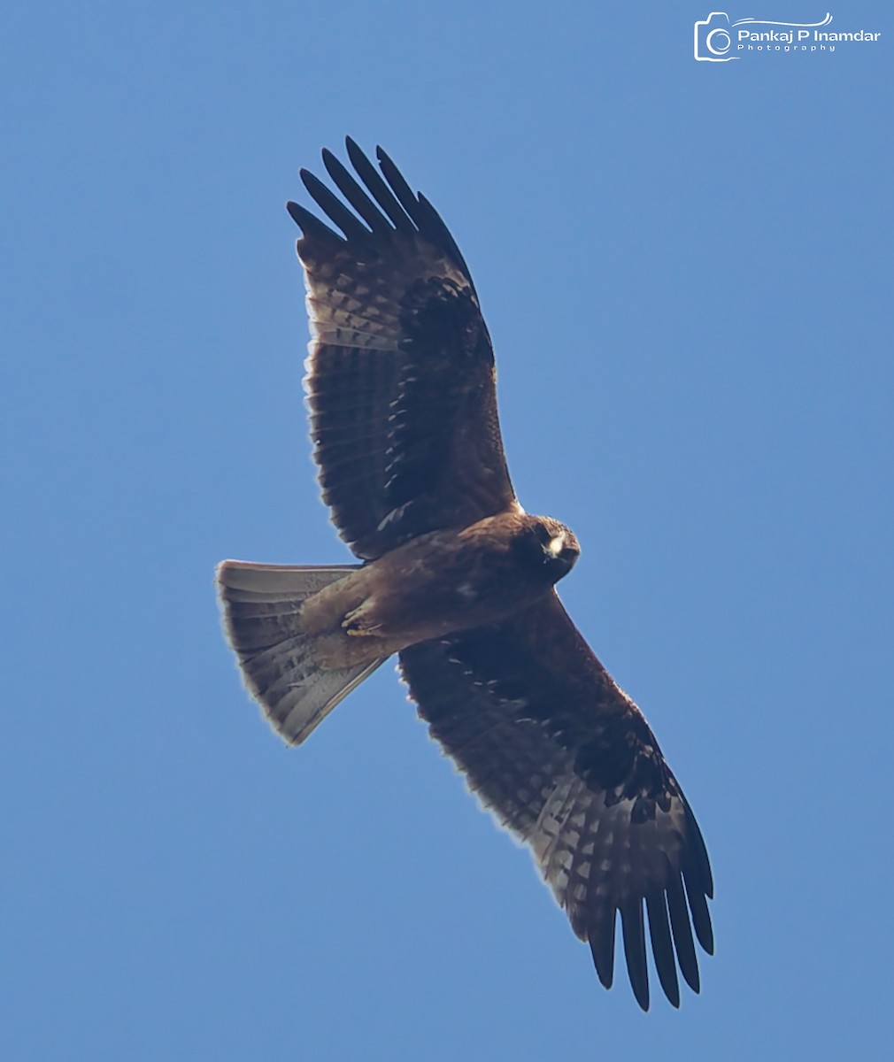 עיט גמדי - ML646890129