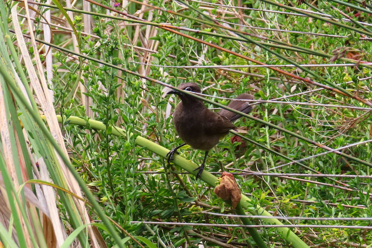 Cape Bulbul - ML646890130