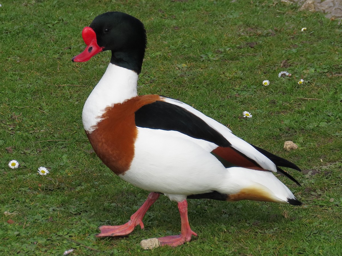 Brandgans - ML646890134