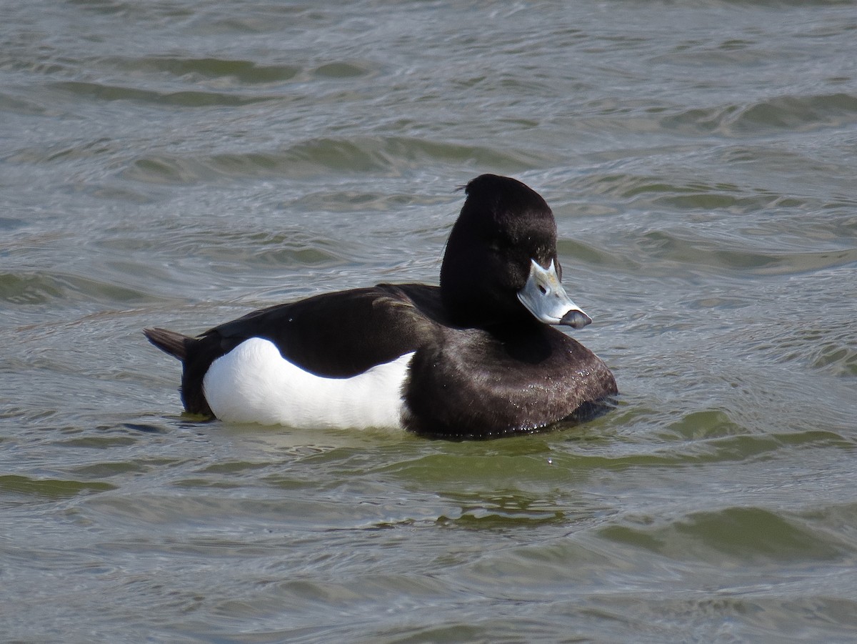 Reiherente - ML646890135