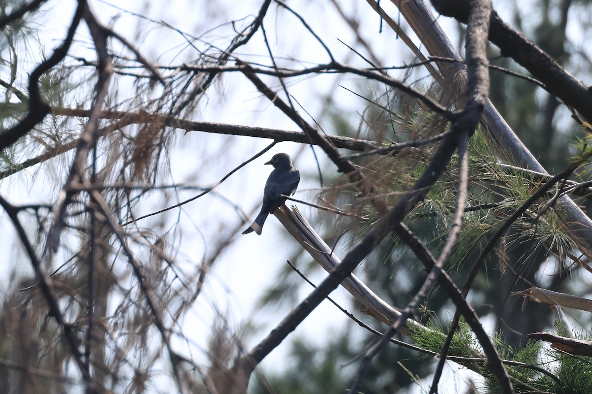 ハイイロオウチュウ - ML646890136