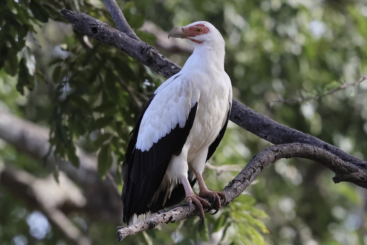 Buitre Palmero - ML646890139