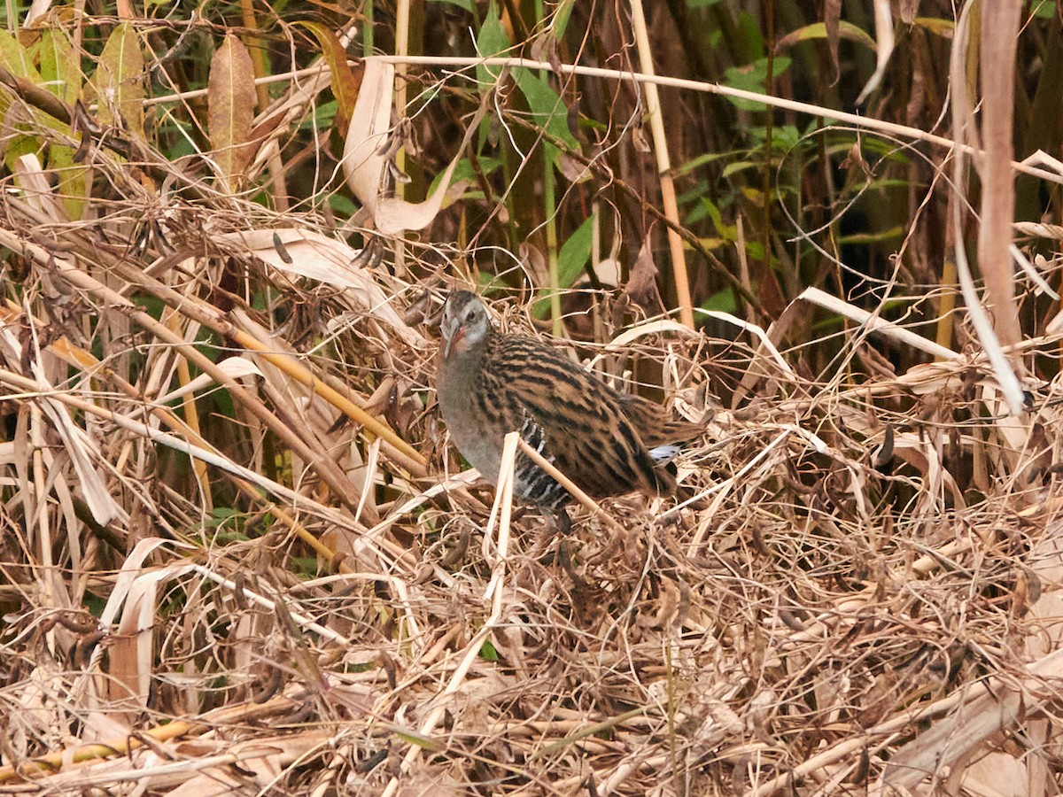 chřástal hnědolící - ML646890140