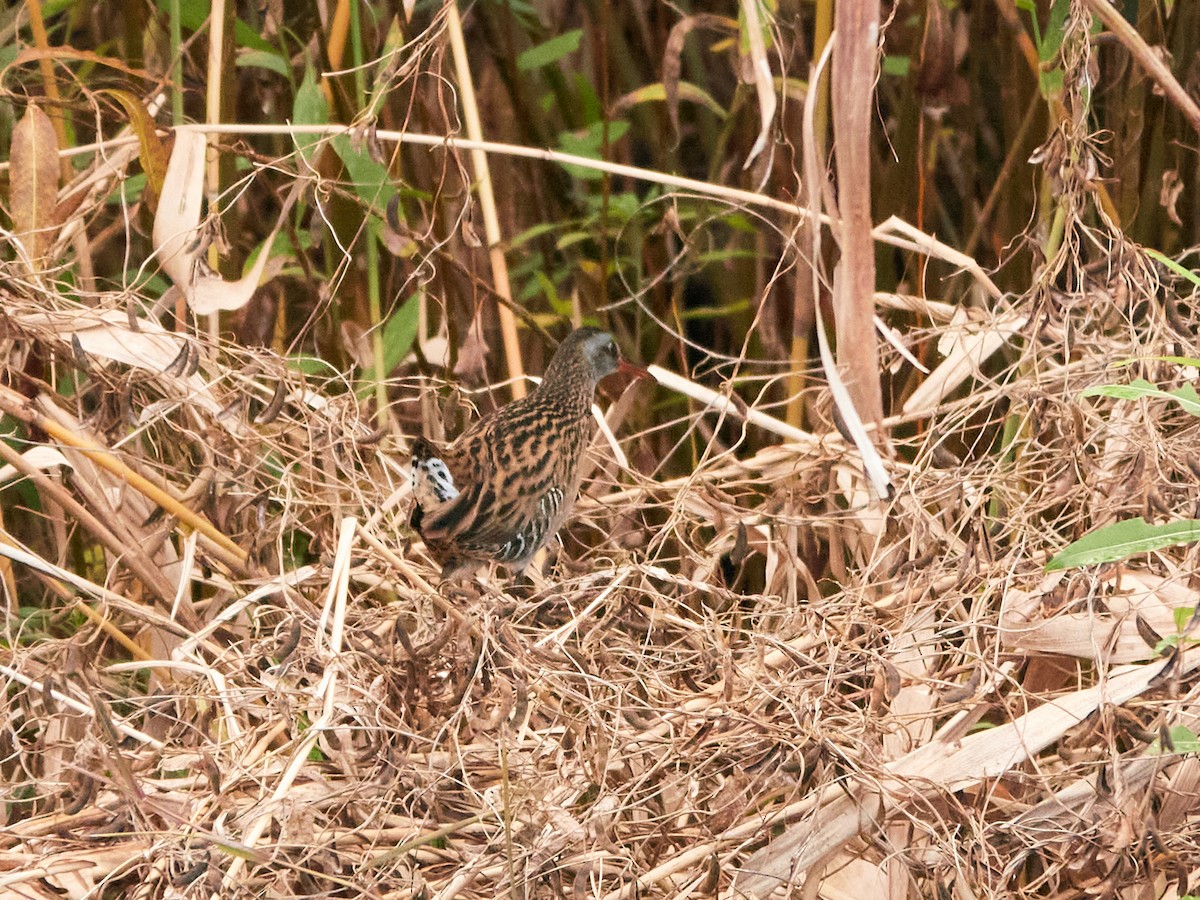 chřástal hnědolící - ML646890141