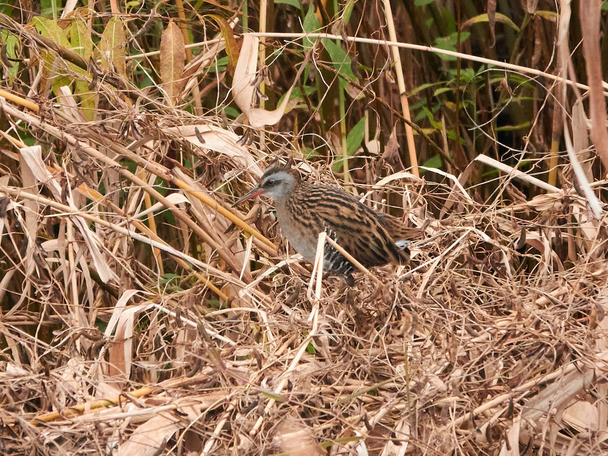 chřástal hnědolící - ML646890142