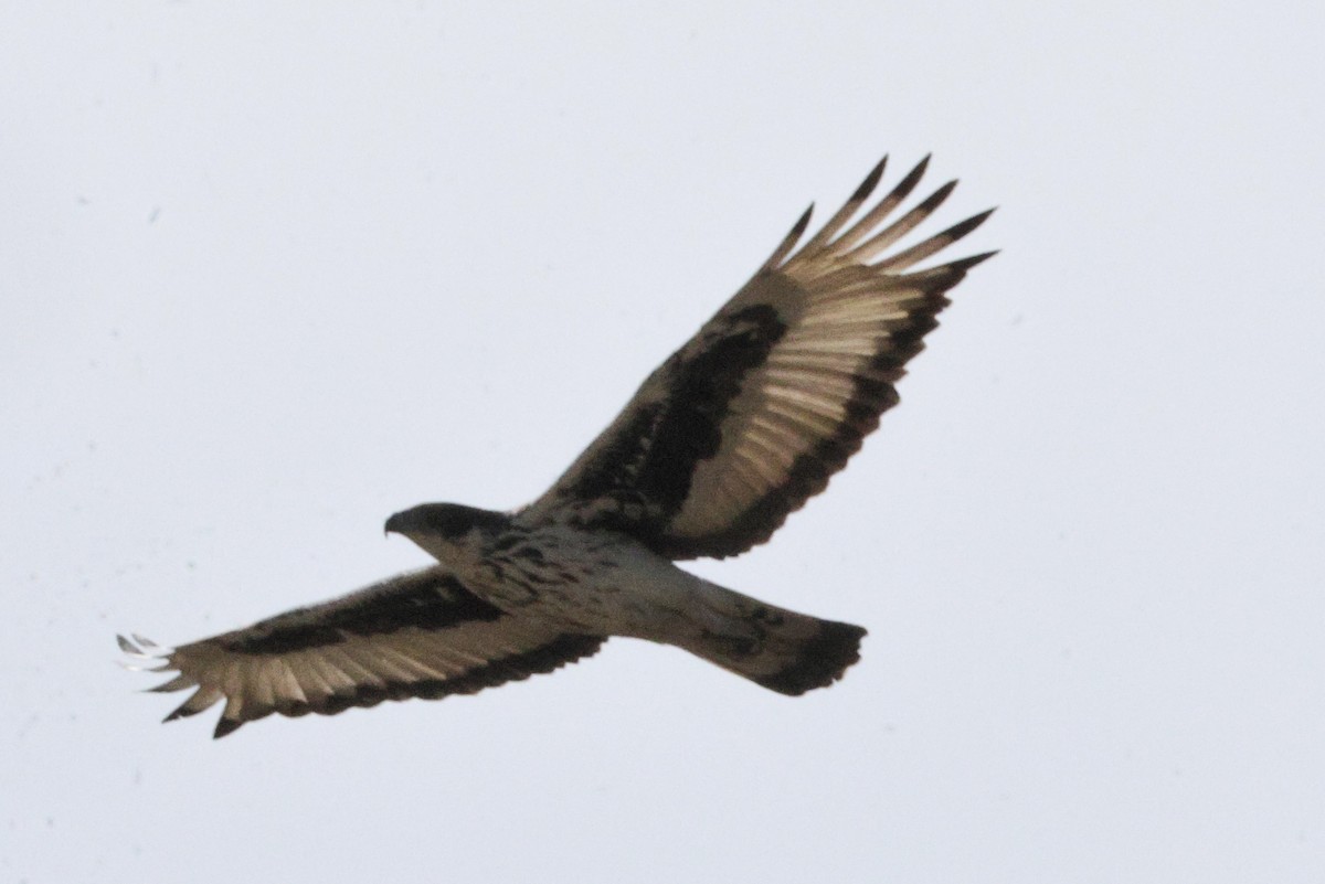 Águila Estriada - ML646890144