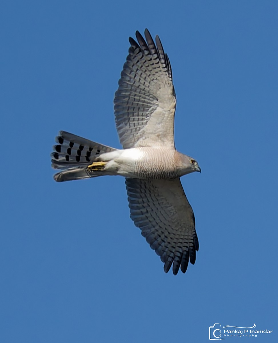 נץ הים הכספי - ML646890145