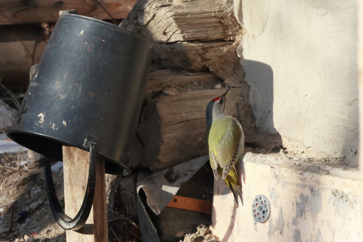 נקר אפור-ראש - ML646890146