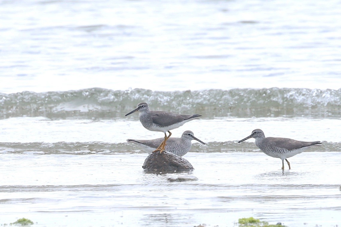 ביצנית אפורת-זנב - ML646890147