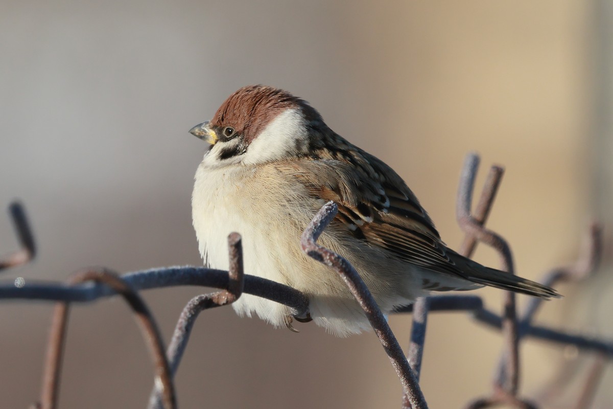 דרור הרים - ML646890148