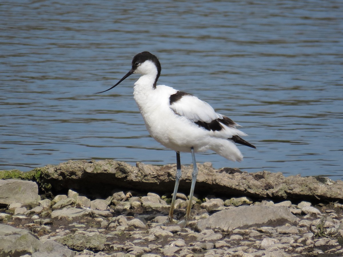 Säbelschnäbler - ML646890149