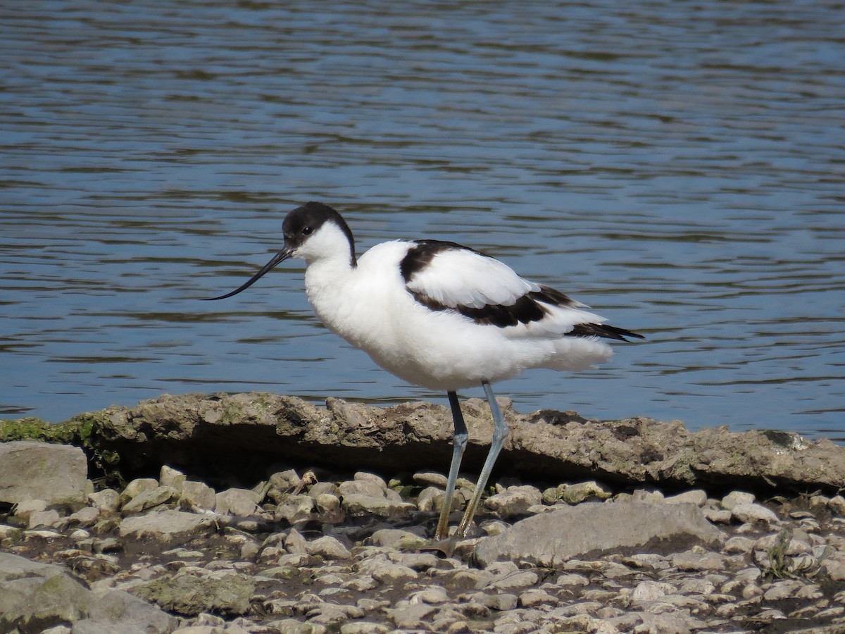 Säbelschnäbler - ML646890150