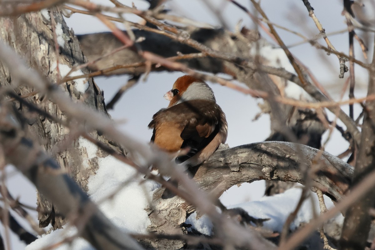 פצחן - ML646890151