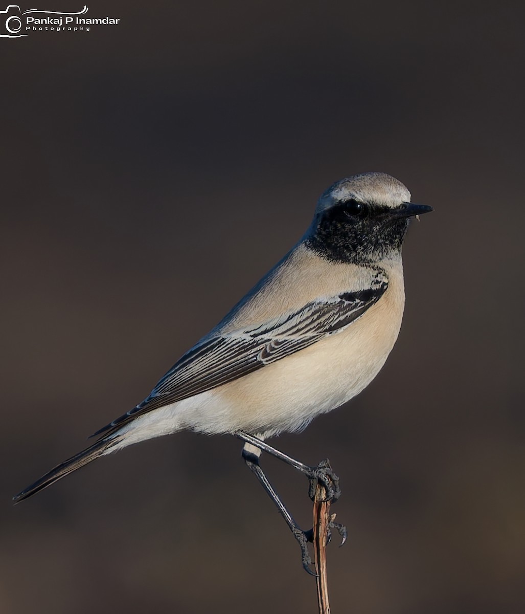 סלעית מדבר - ML646890152