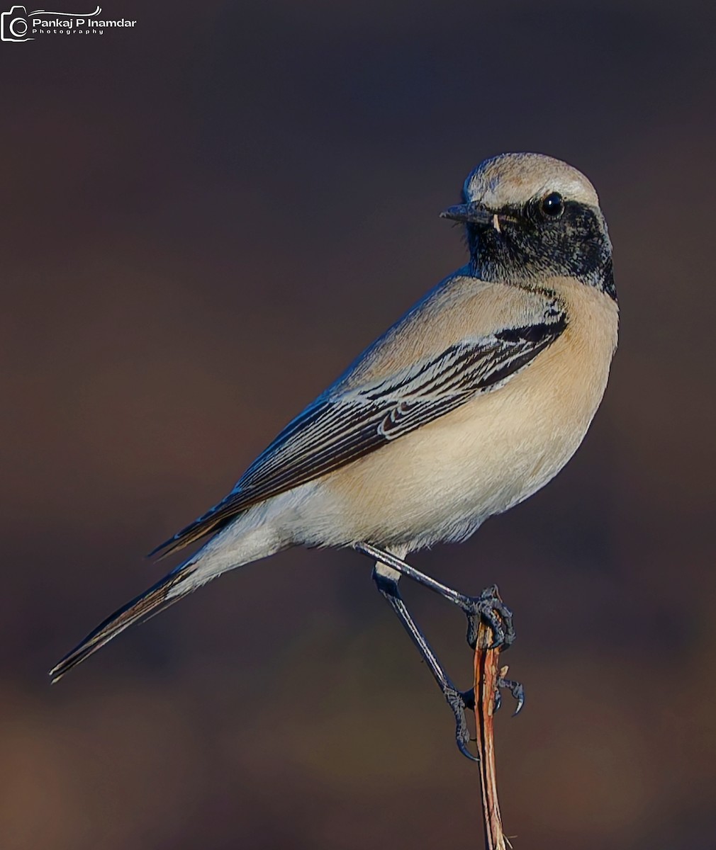 סלעית מדבר - ML646890153