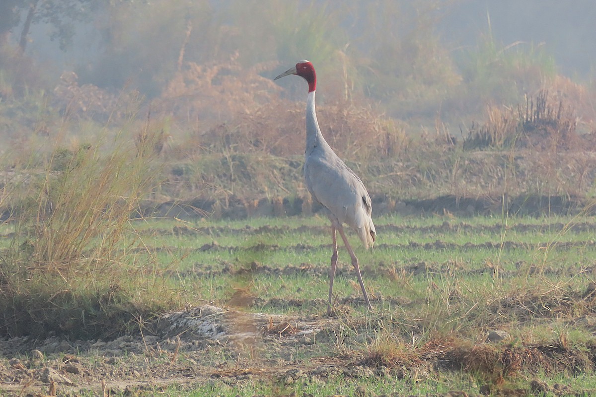 Sarus Crane - ML646890157