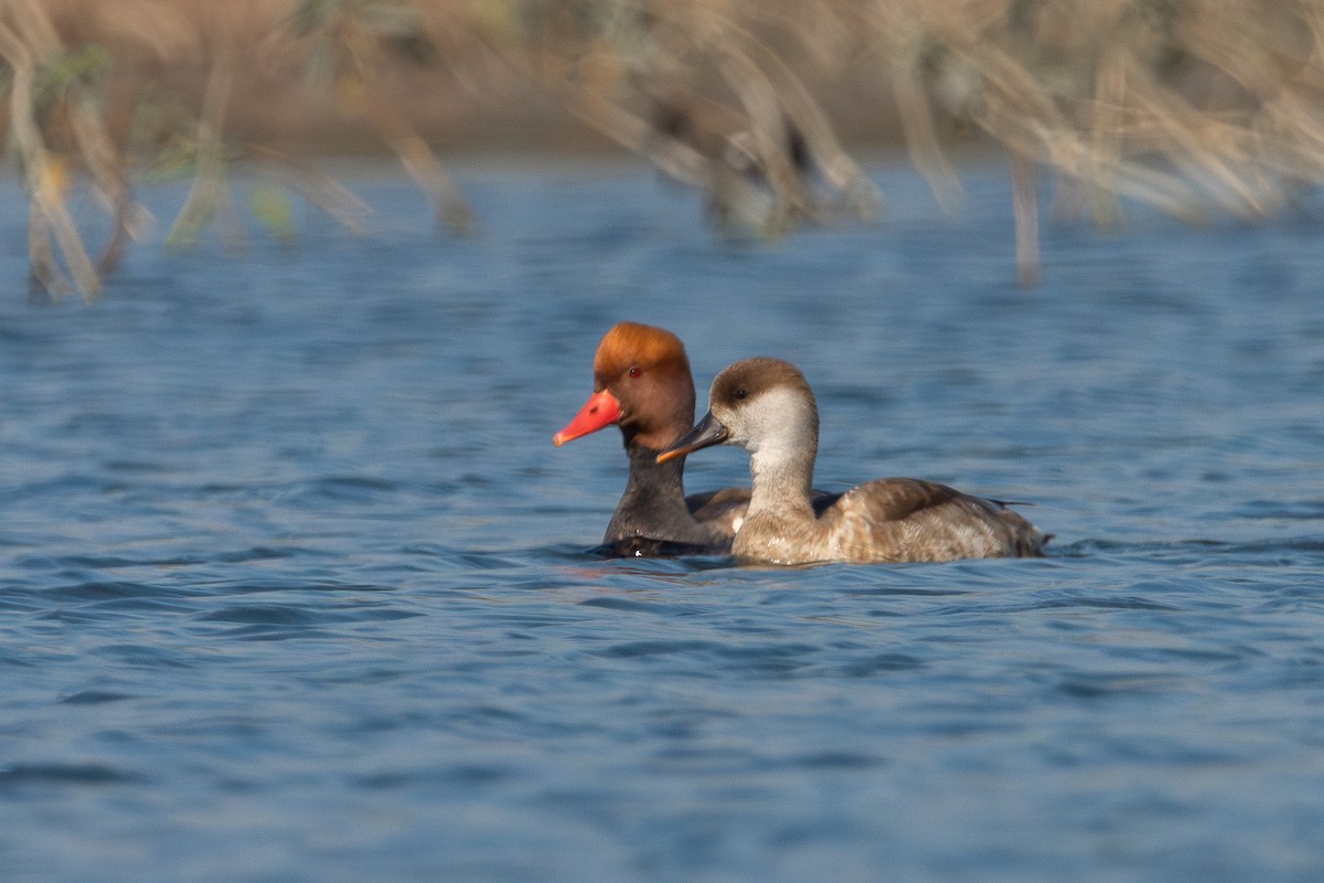 Nette rousse - ML646890158