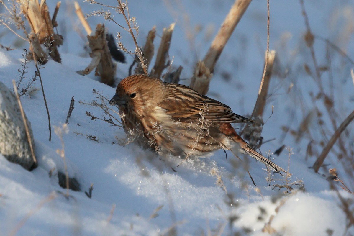 ורדית סיבירית - ML646890162