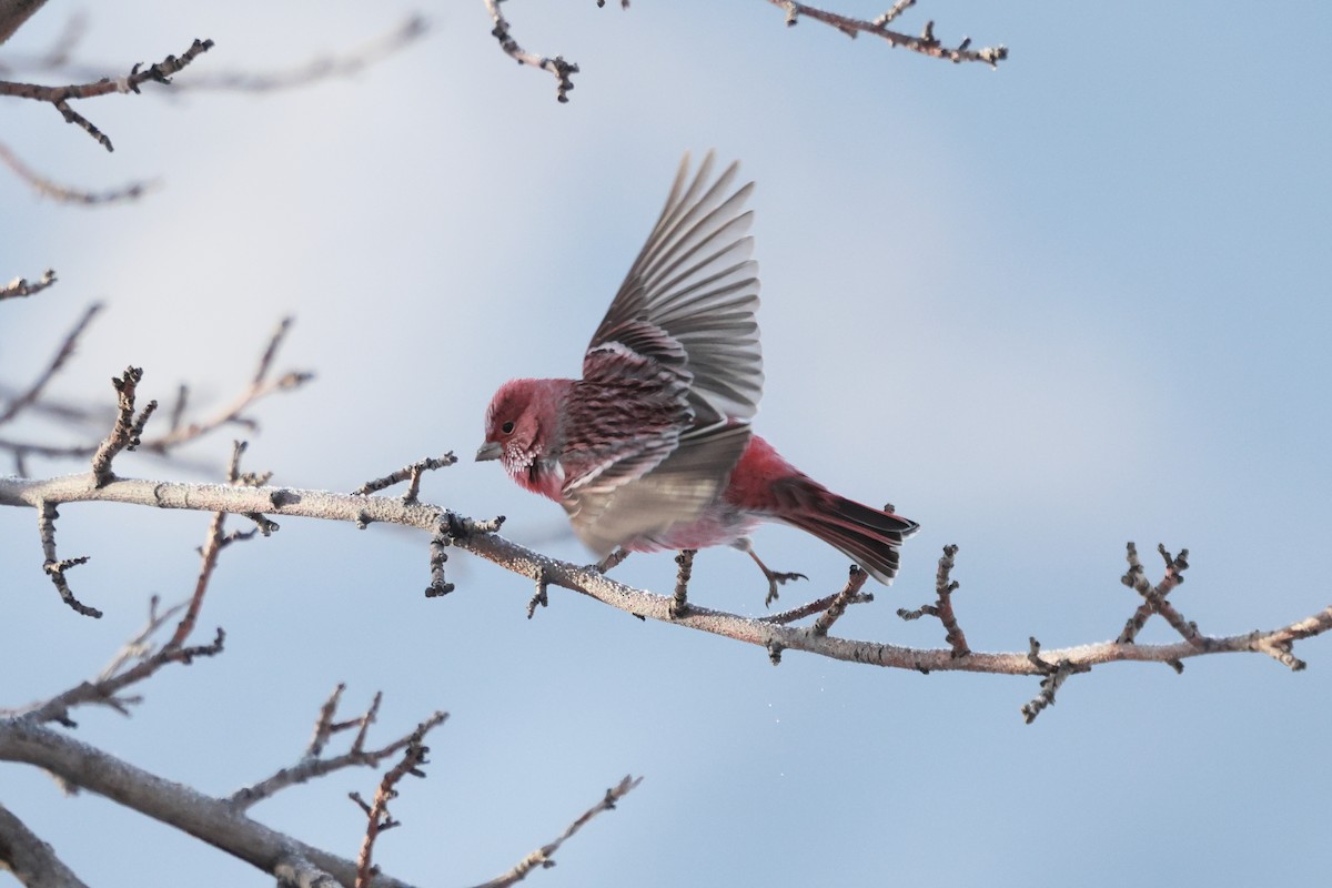 ורדית סיבירית - ML646890163