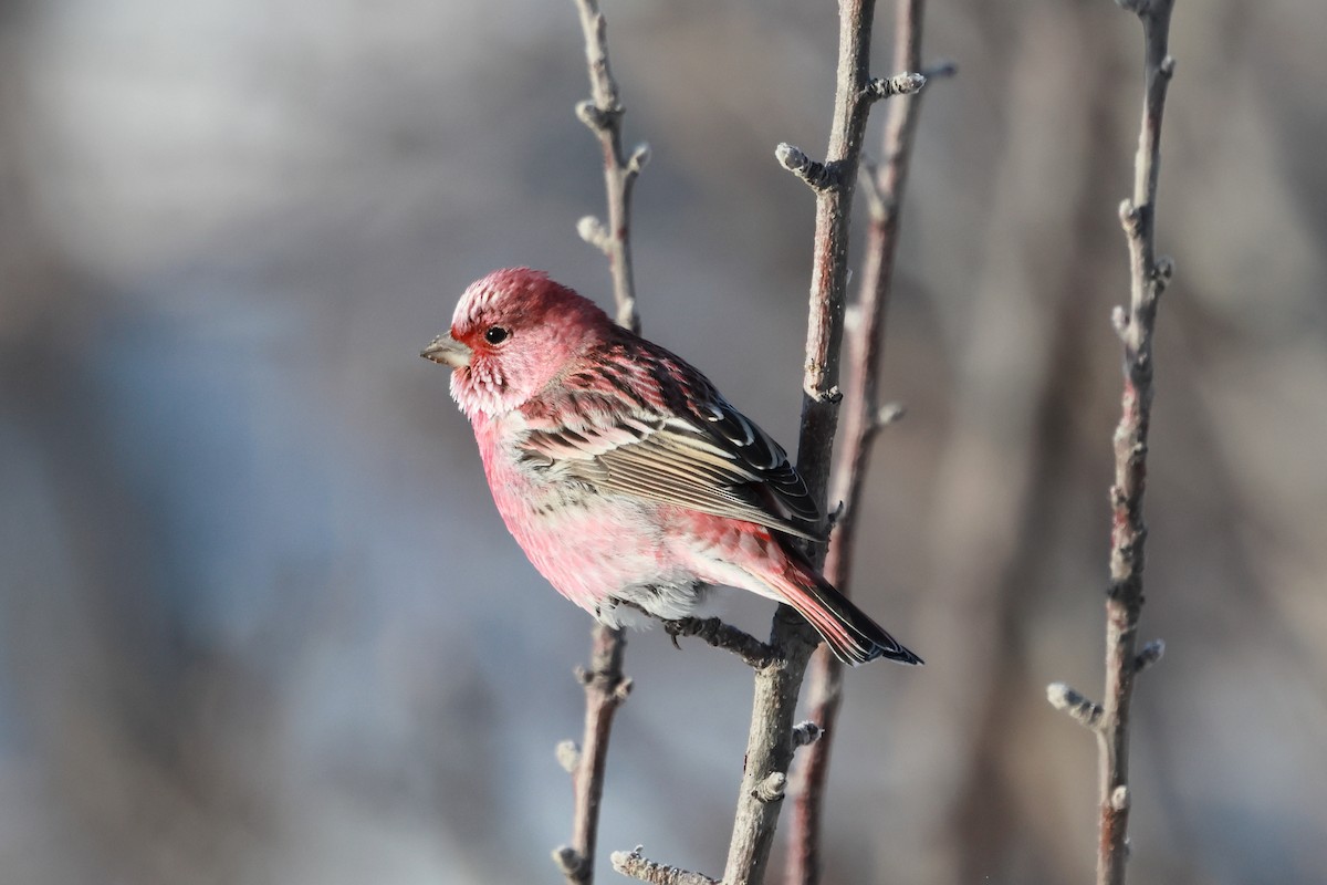 ורדית סיבירית - ML646890164