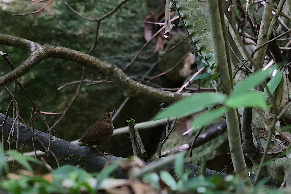 Pygmy Cupwing - ML646890171