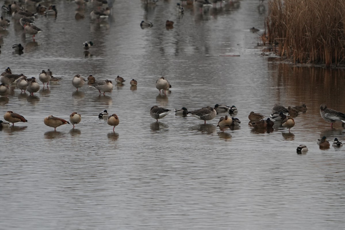 Egyptian Goose - ML646890172