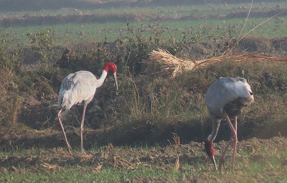 Sarus Crane - ML646890176