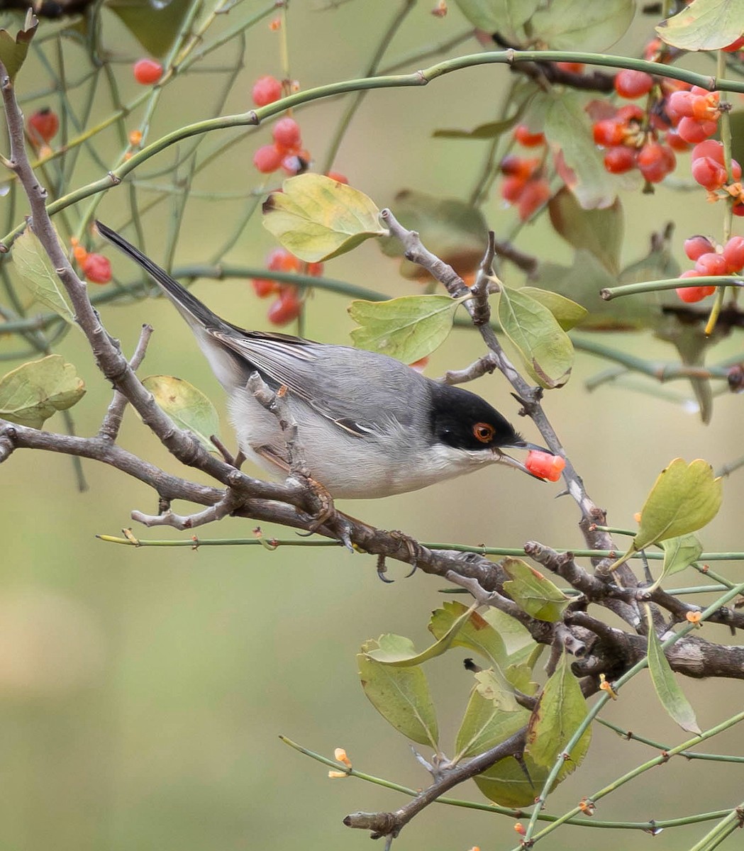 Sardinian Warbler - ML646890178