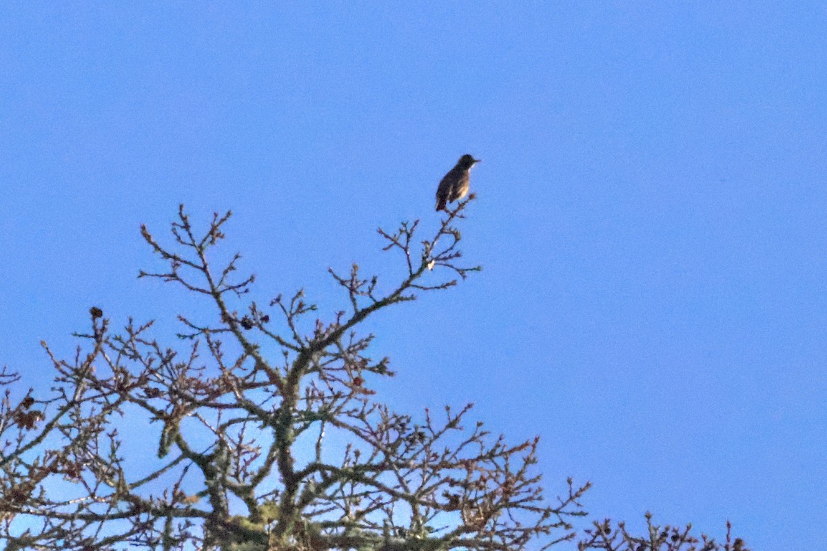 American Robin - ML646890183
