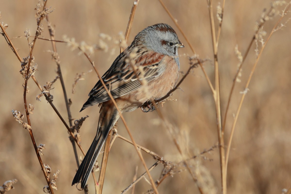 Godlewski's Bunting - ML646890193