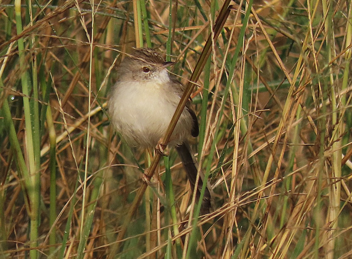 Delicate Prinia - ML646890196