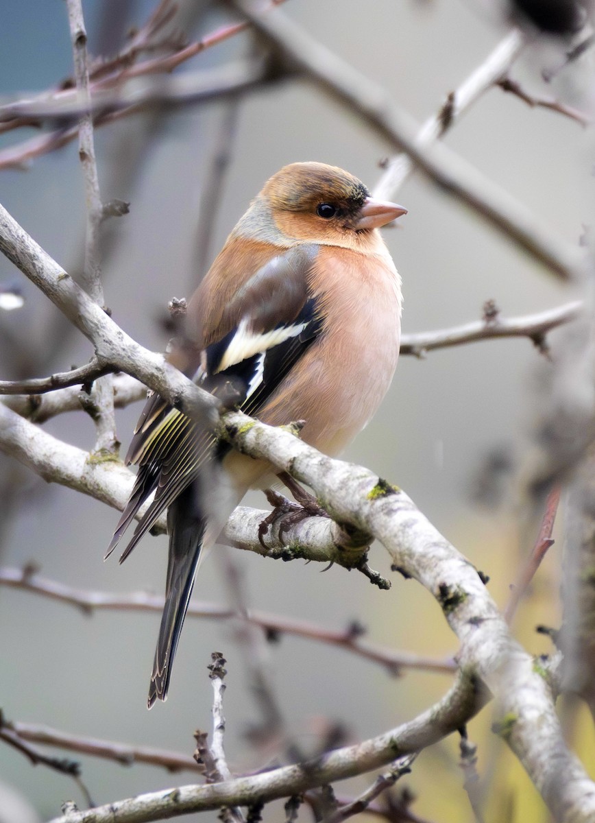 Common Chaffinch - ML646890199