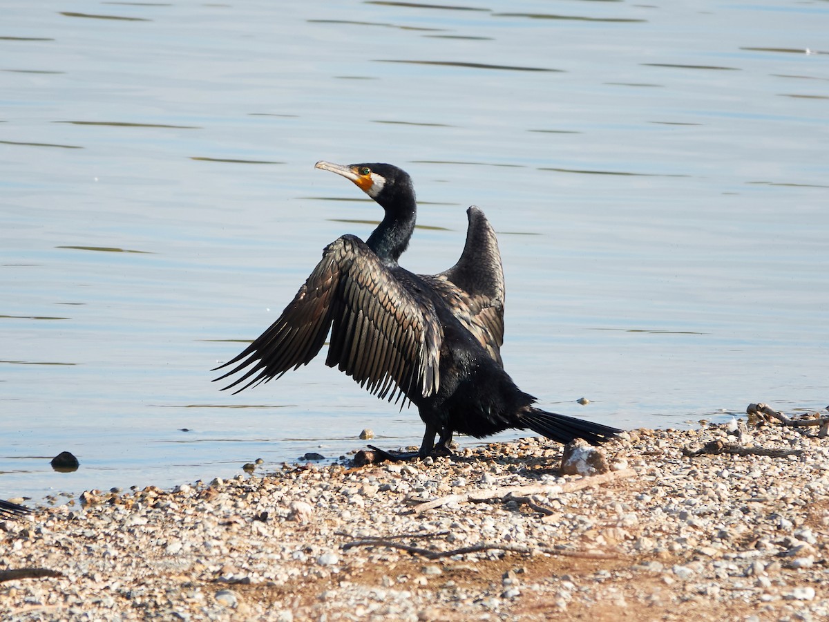 kormorán velký - ML646890200