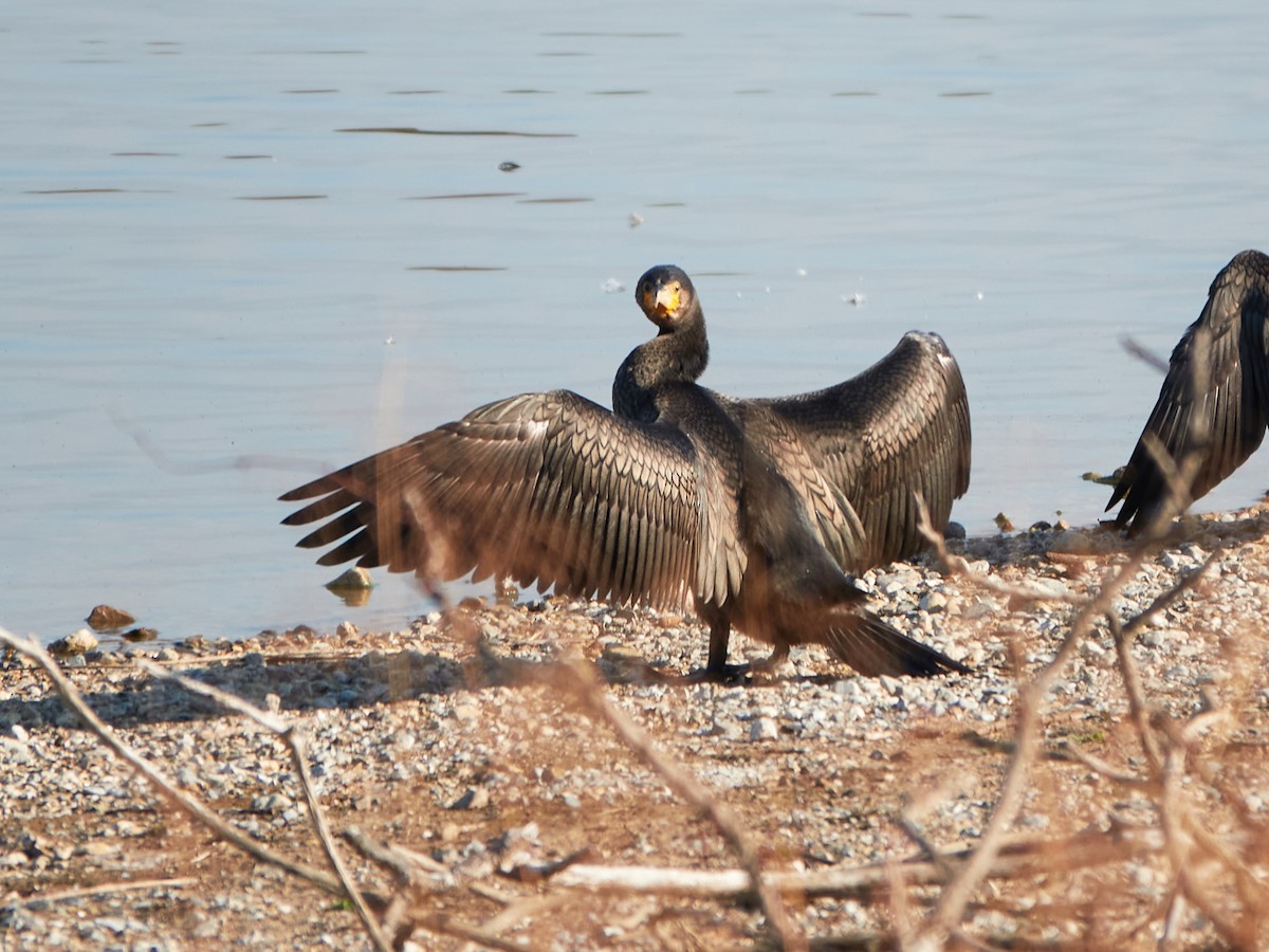 kormorán velký - ML646890201