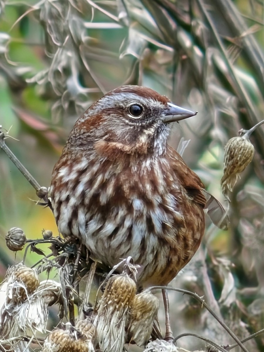 Song Sparrow - ML646890202