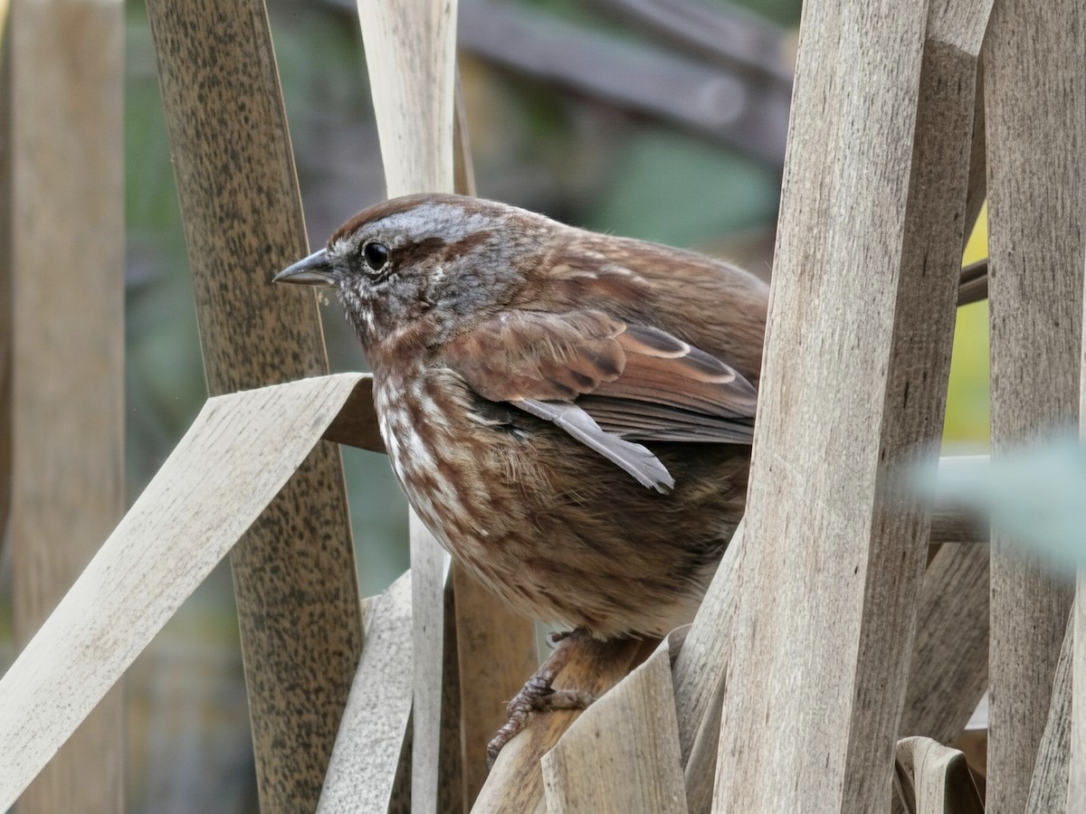 Song Sparrow - ML646890203