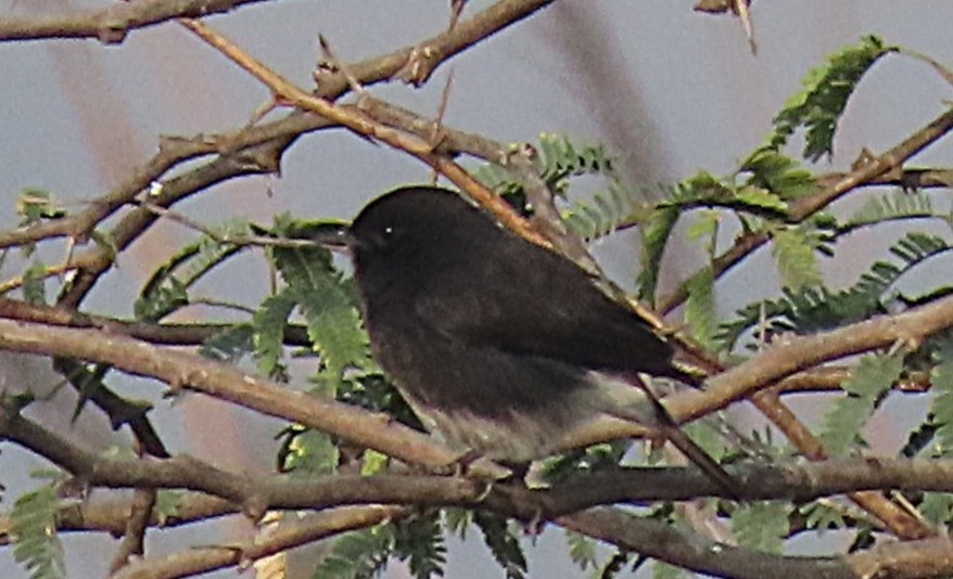 Pied Bushchat - ML646890204