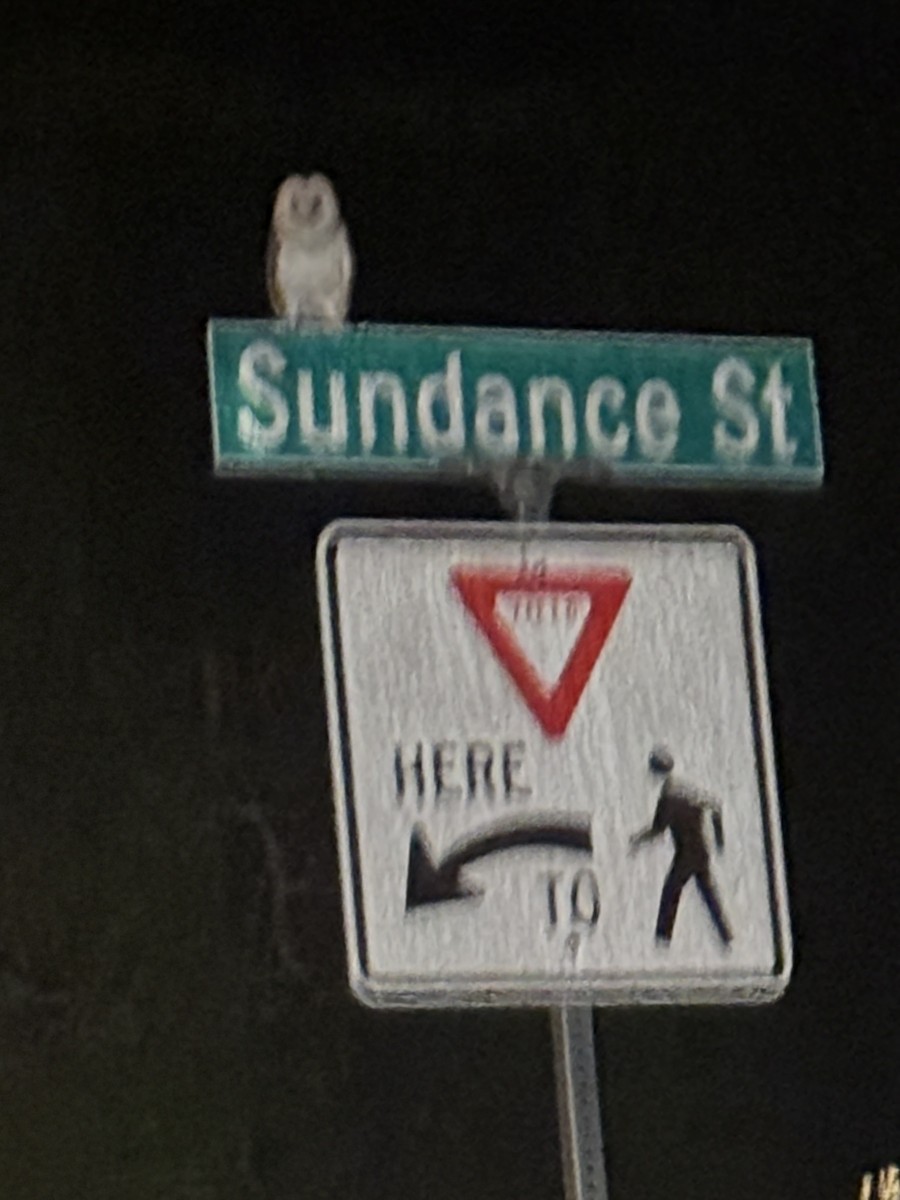 Hontz zuri amerikarra - ML646890206