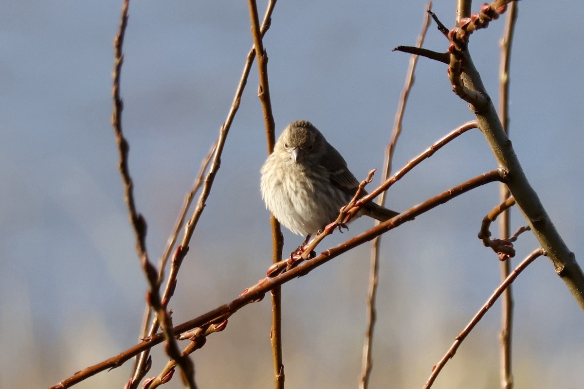 Burugorri arrunta - ML646890208