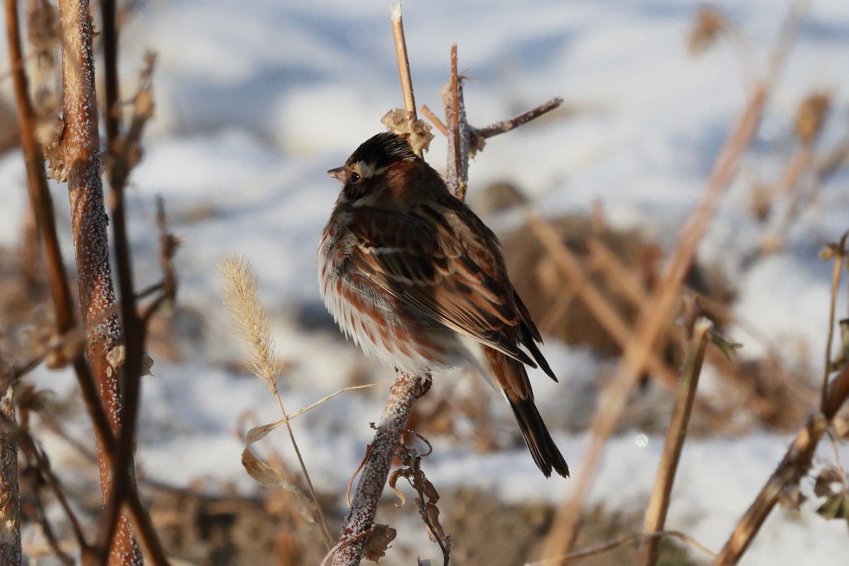 גיבתון לבן-גרון - ML646890209