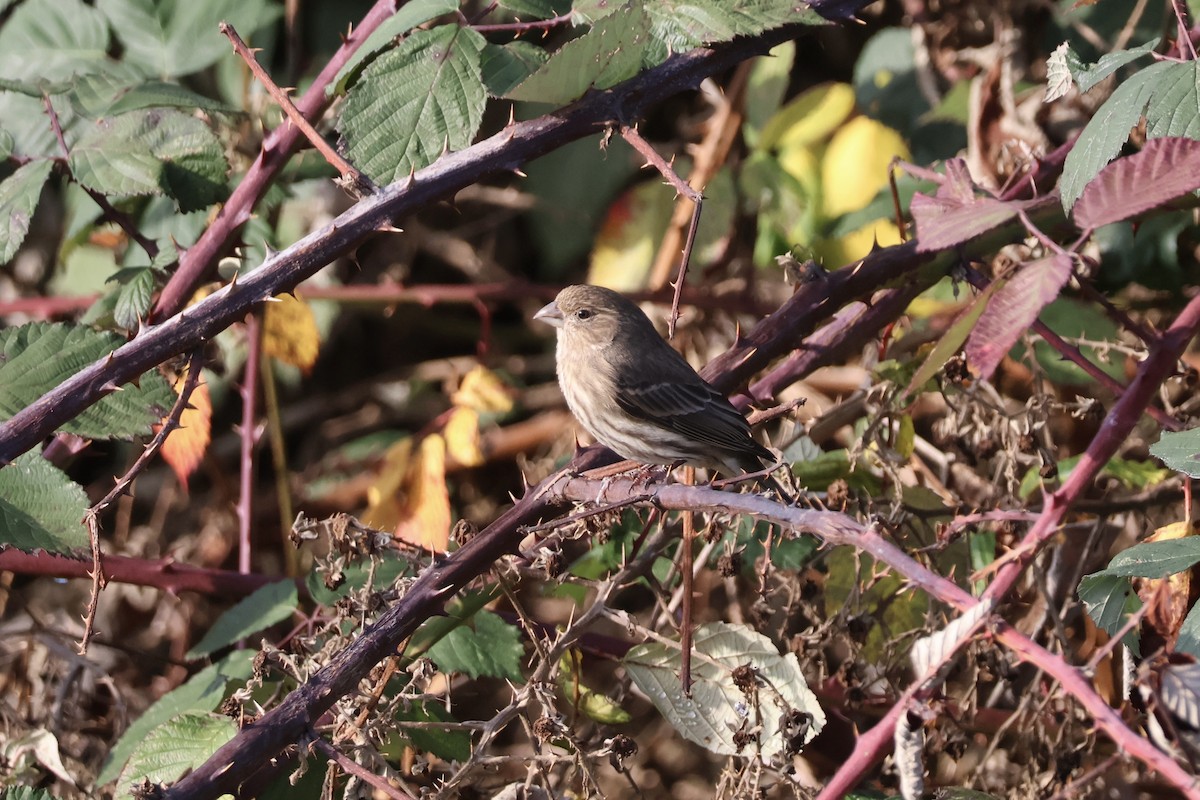 Burugorri arrunta - ML646890216