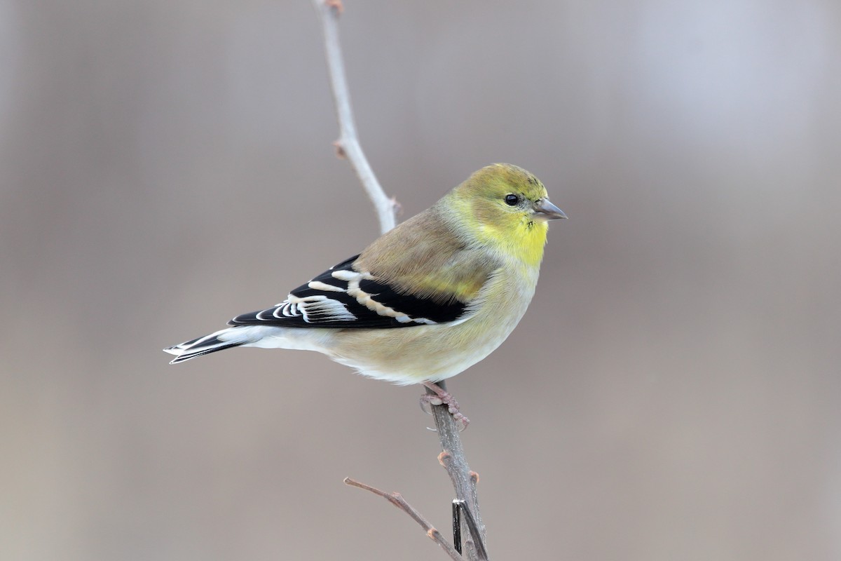 American Goldfinch - ML646890217