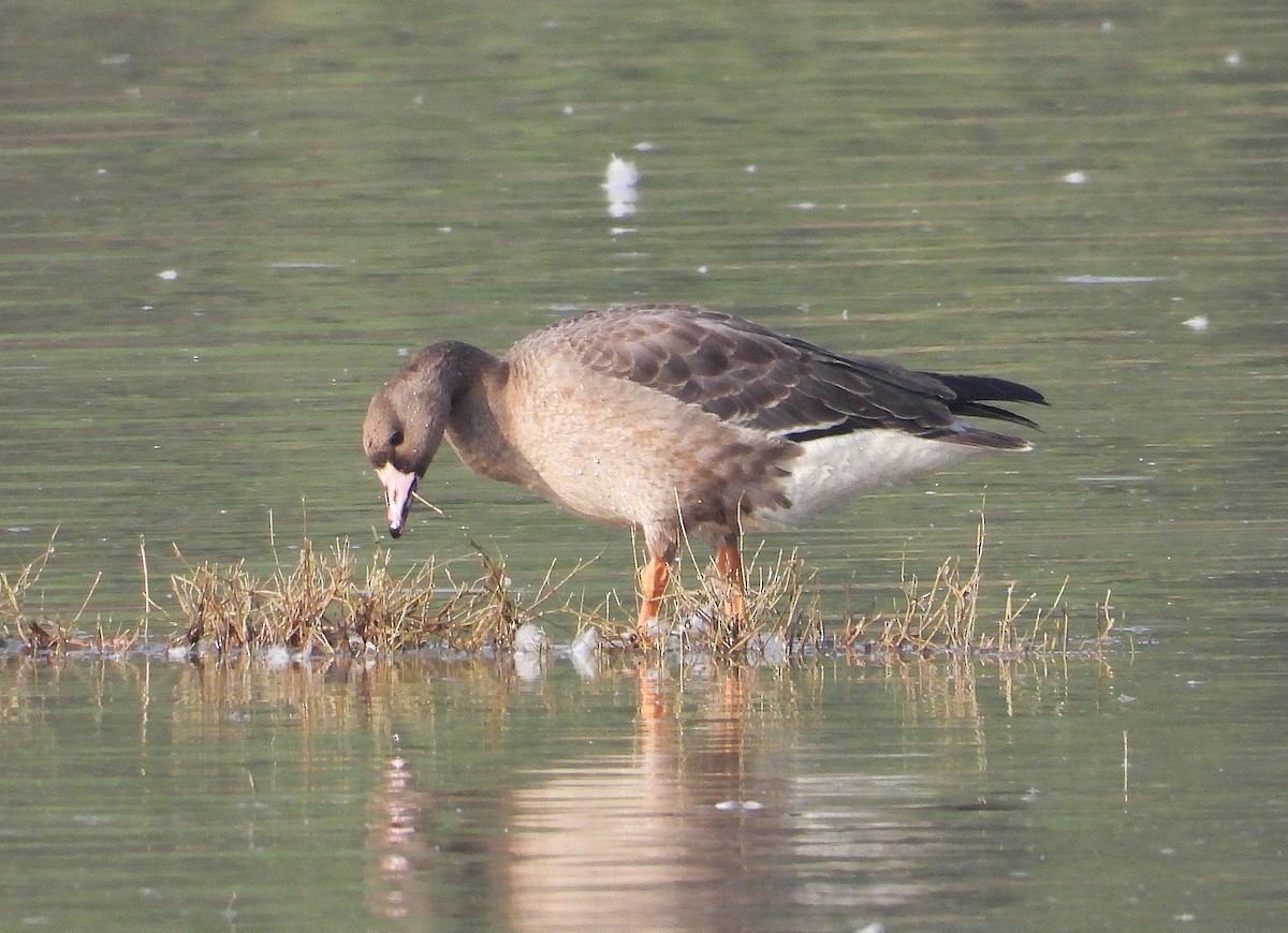 Greater White-fronted Goose - ML646890218