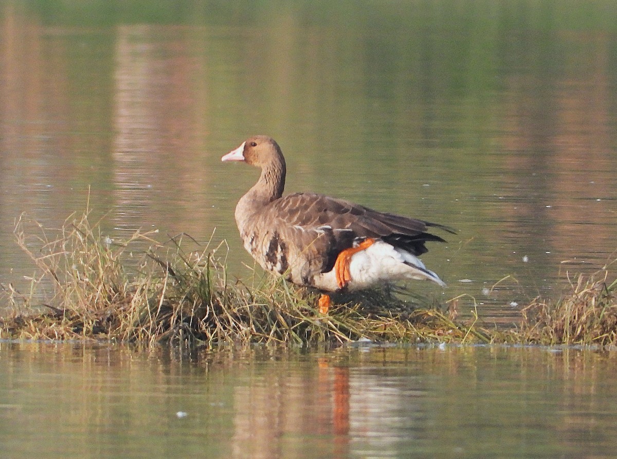 Greater White-fronted Goose - ML646890219