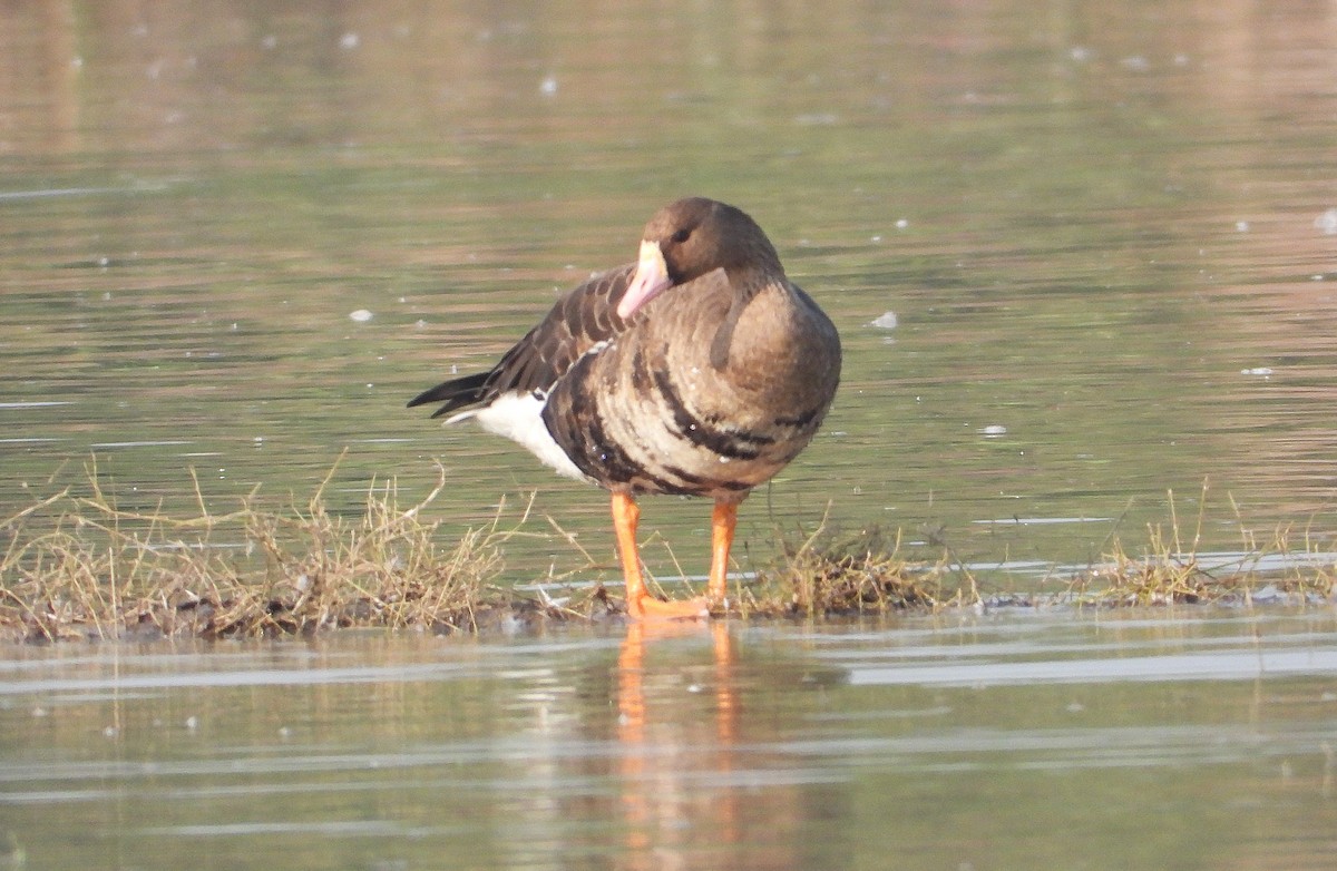 Greater White-fronted Goose - ML646890220