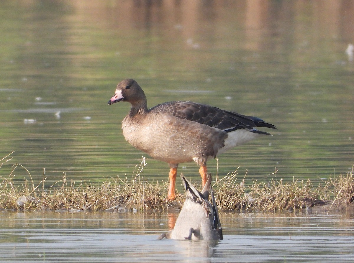 Greater White-fronted Goose - ML646890221