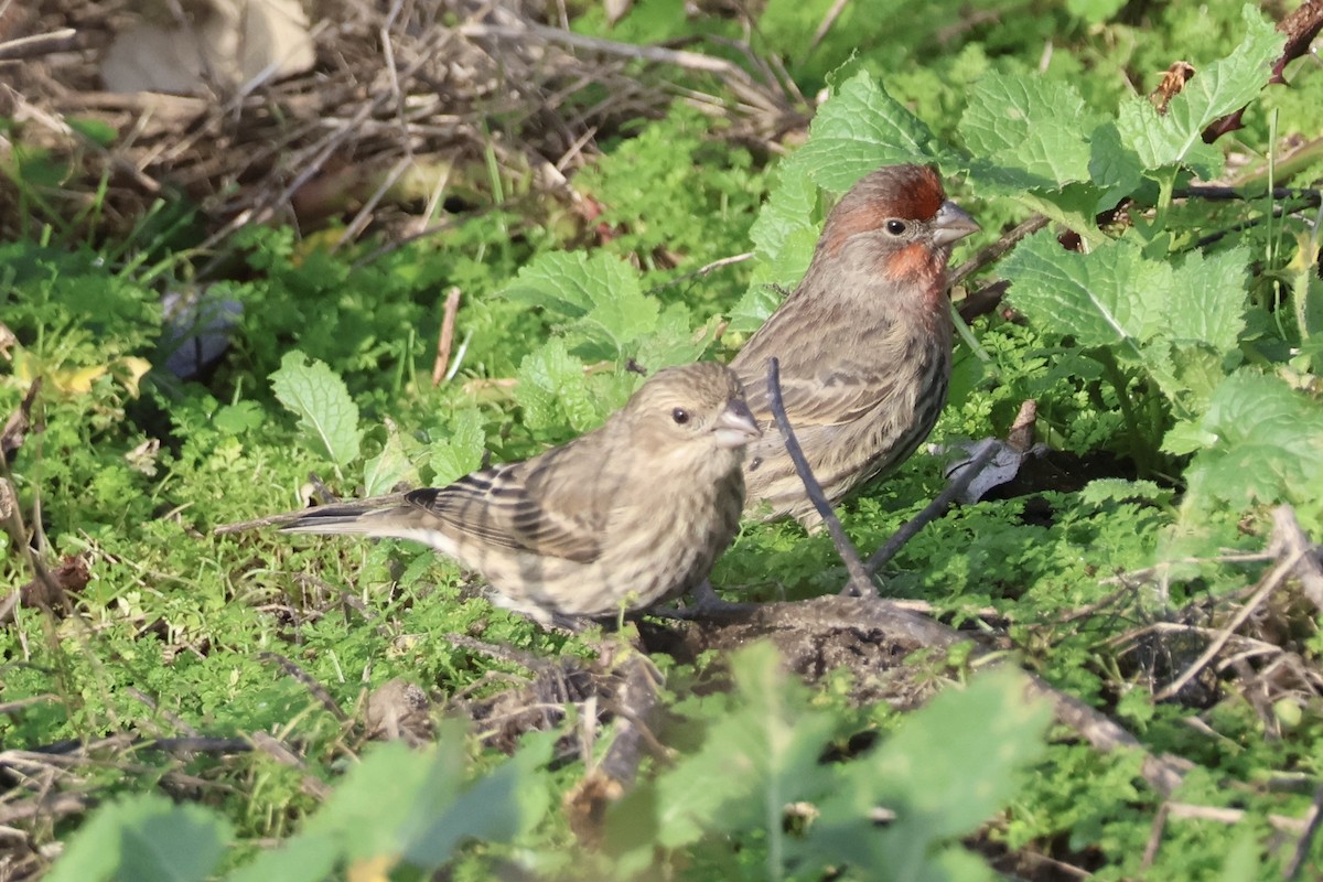 Burugorri arrunta - ML646890222