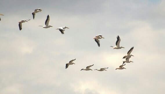 pelikán bílý - ML646890225