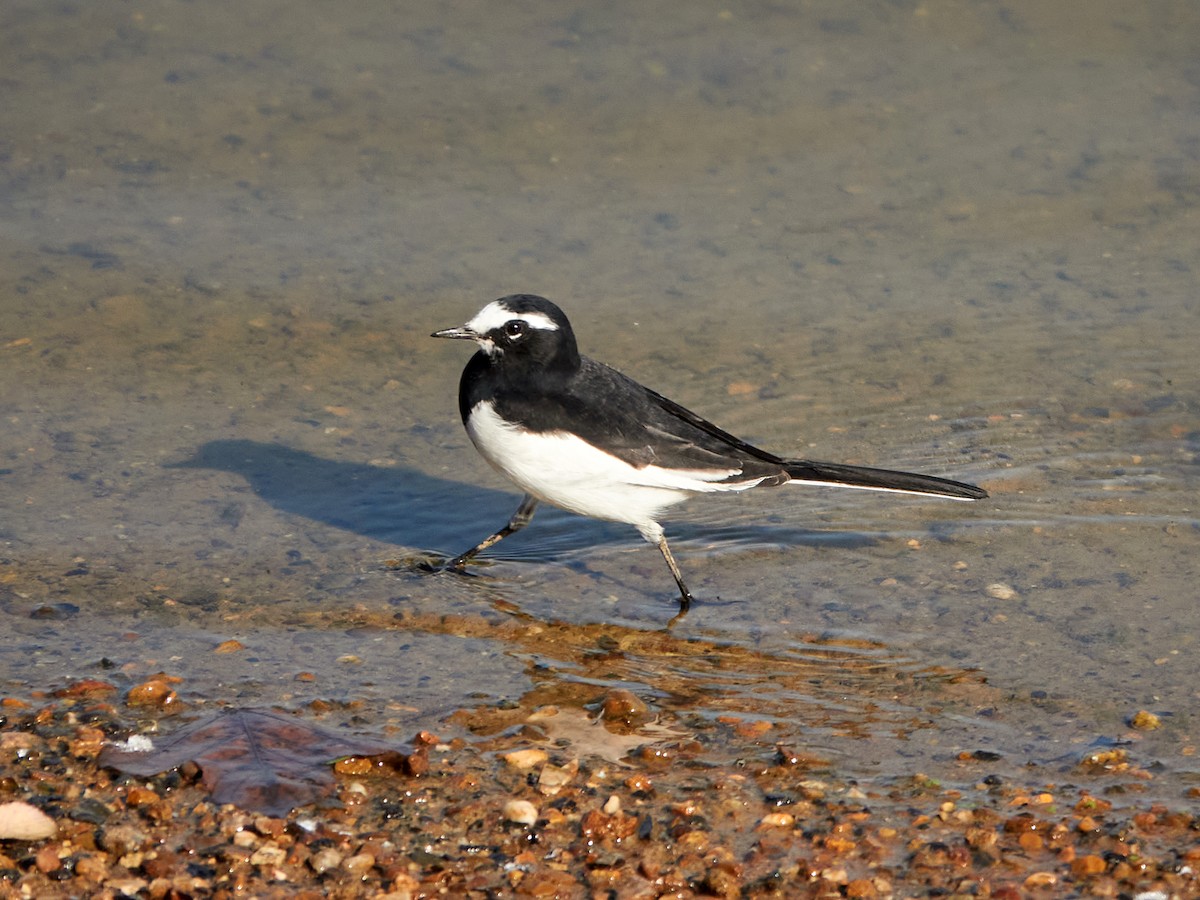 Japanese Wagtail - ML646890226